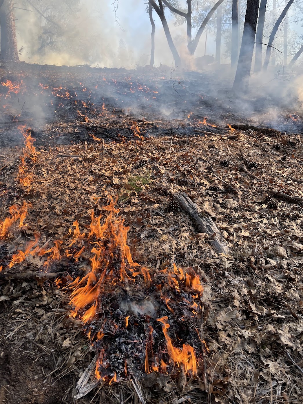 Prescribed fire